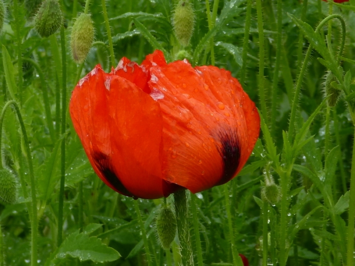 Mohn im Regen