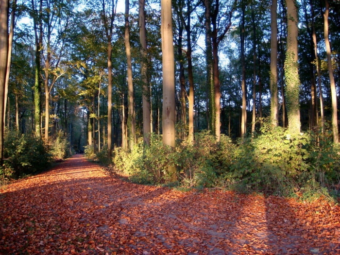 Waldweg