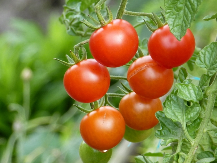 Tomaten