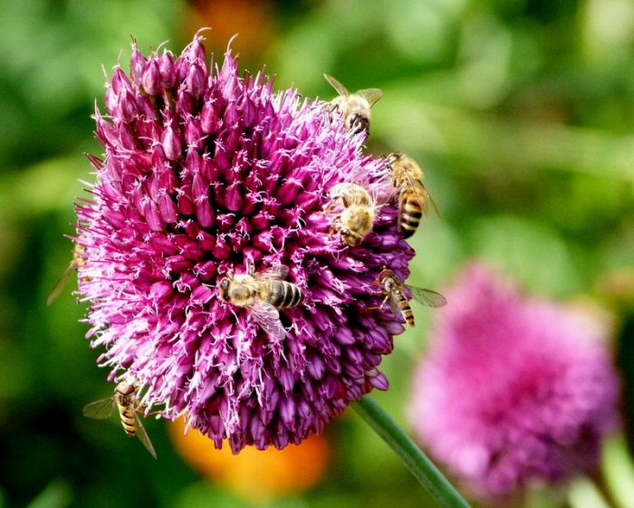 Bienen und Schwebfliegen