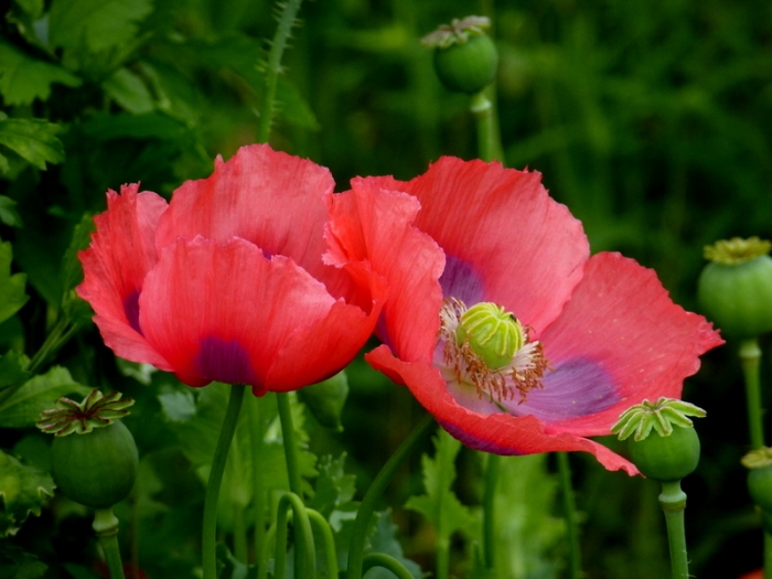 Mohn
