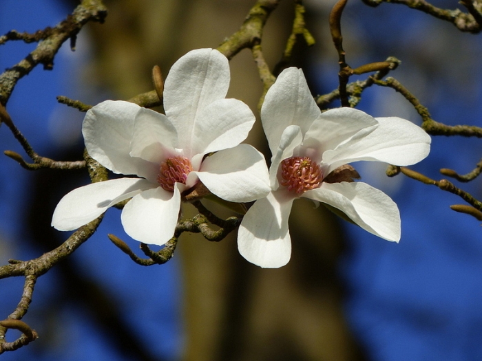 Magnolien