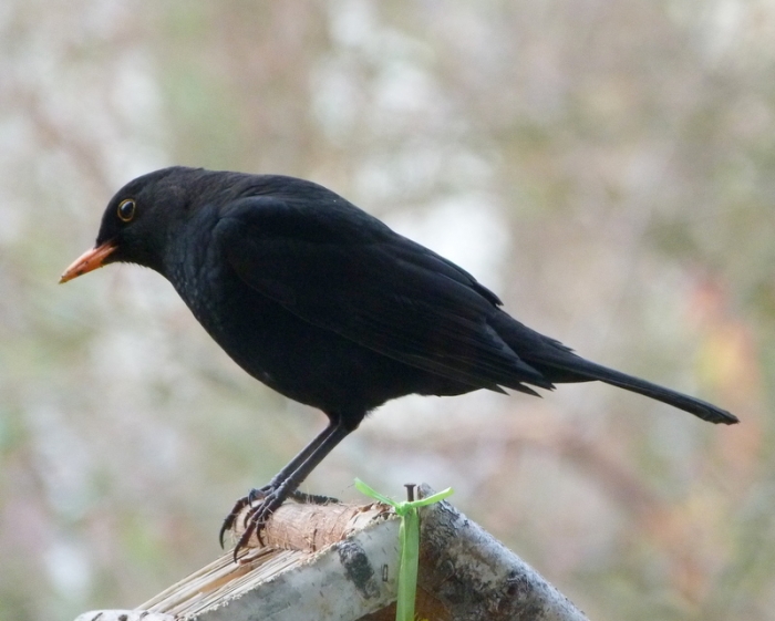Amsel