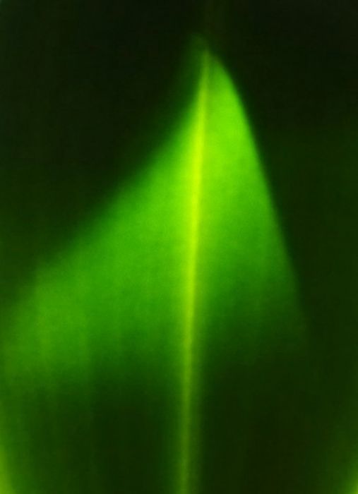 Lichteinfall auf einem Blatt einer Orchidee