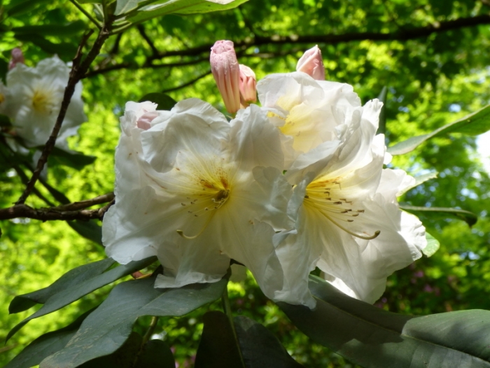 Rhododendron