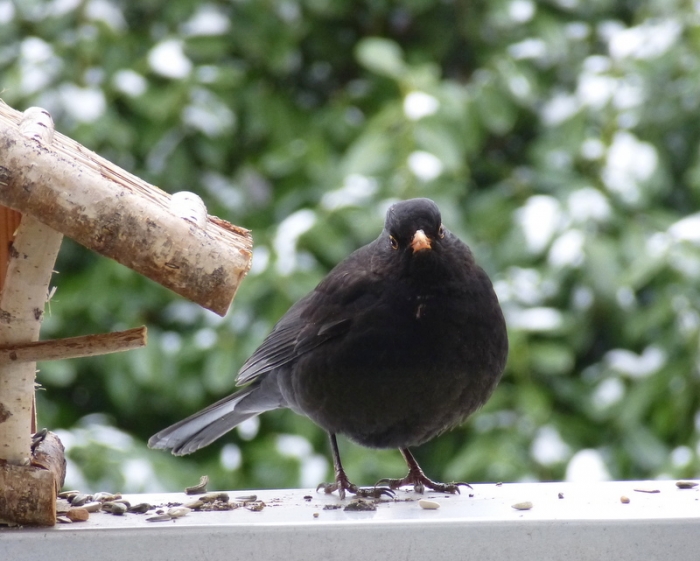 Amsel m.
