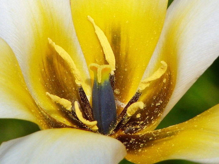 Tulpe