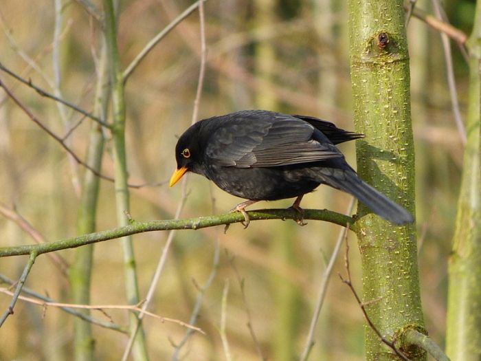 Amsel