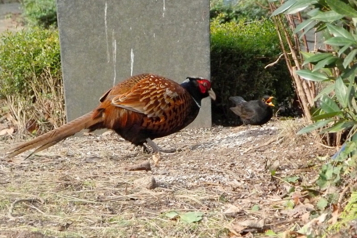 Fasan und Amsel