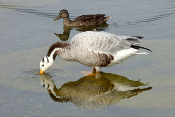 Indische Streifengans mit Ente