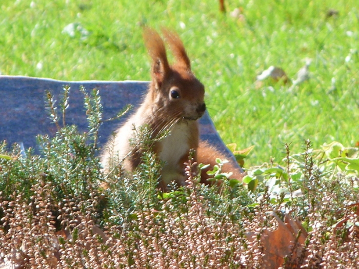 Eichhörnchen