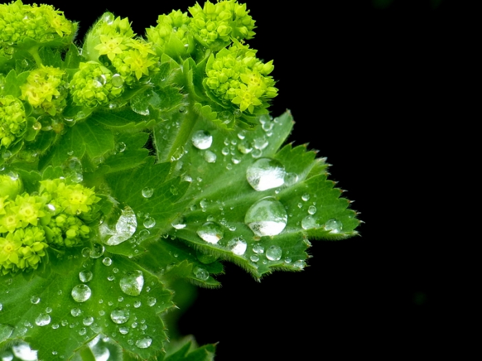 Frauenmantel mit Perlen...