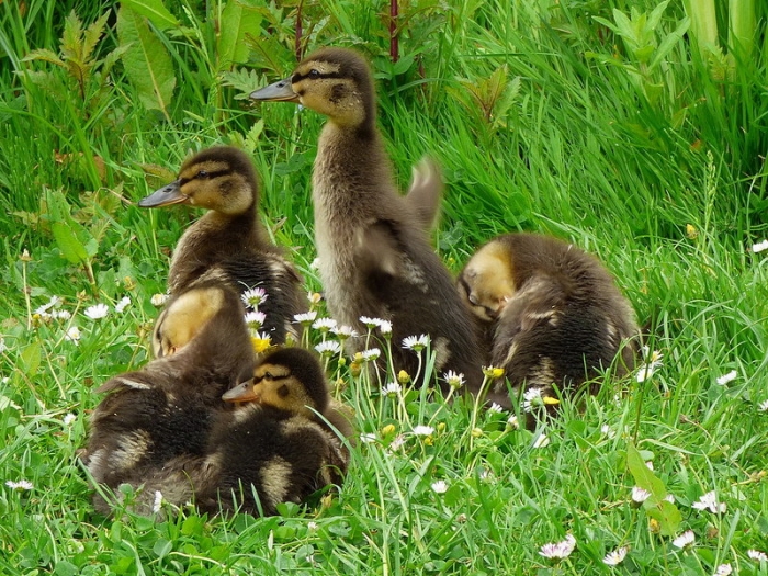 Enten