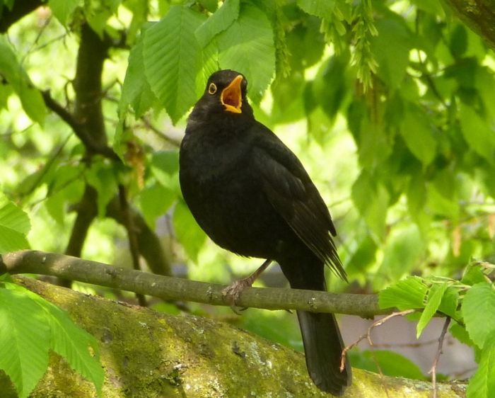 Amsel singt