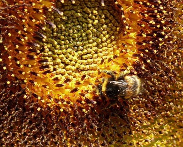 Sonnenblume mit Hummel