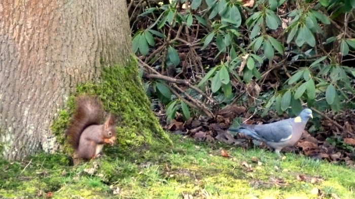 Eichhörnchen und Taube