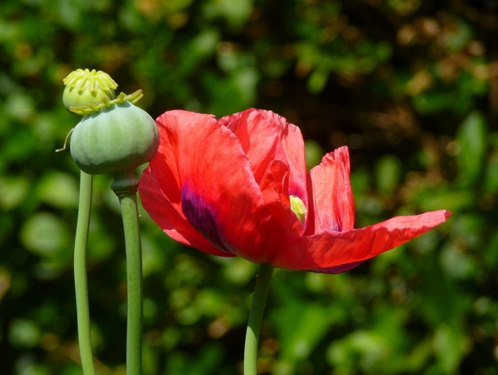 Mohn