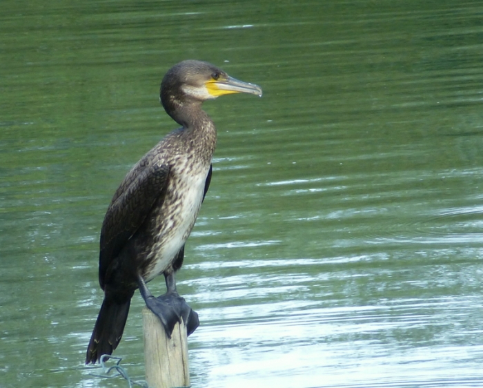 Kormoran