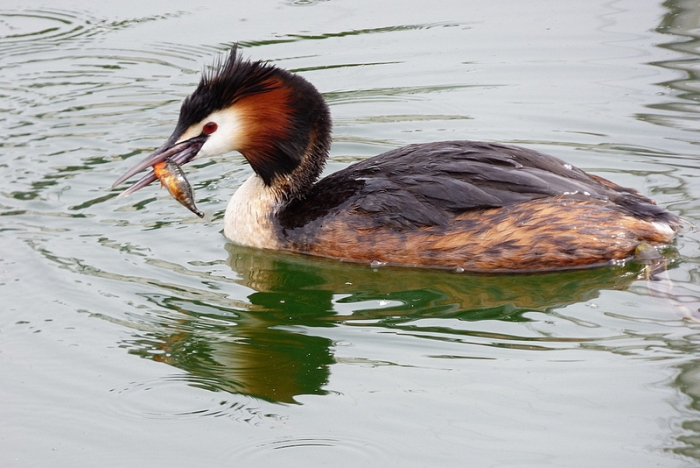 Haubentaucher mit Fisch