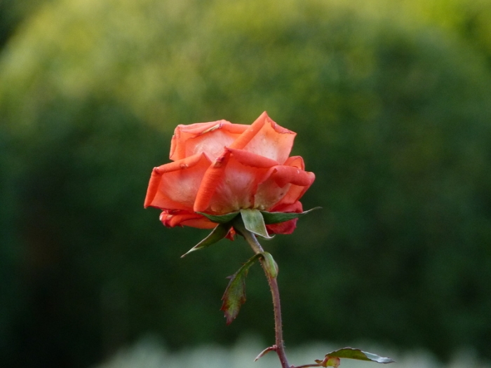 Dezemberrose
