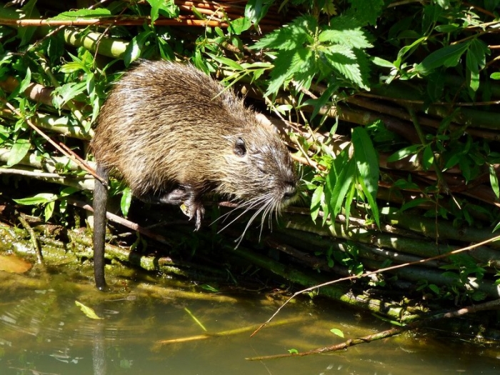 Nutria