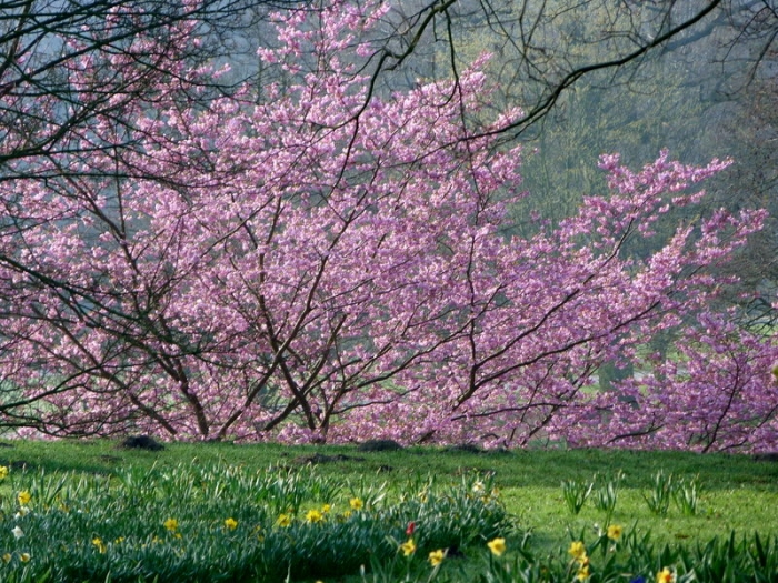 Baum im Frühling