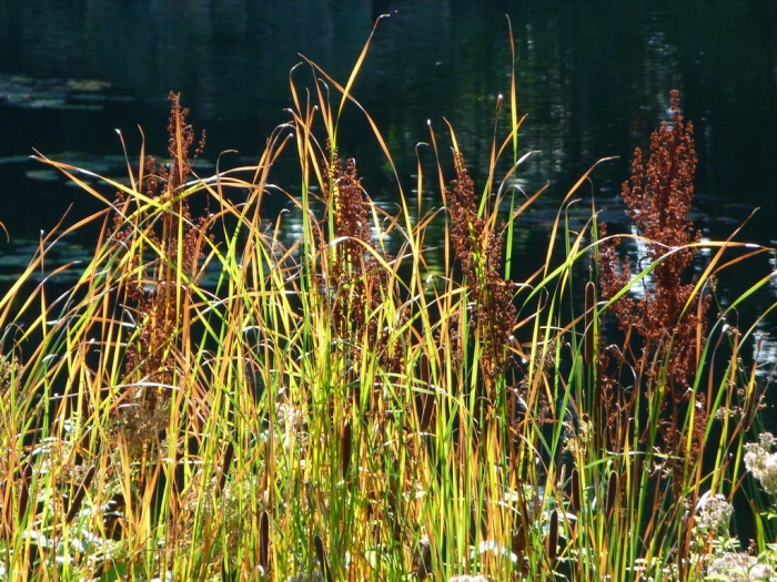 Gräser am Teich