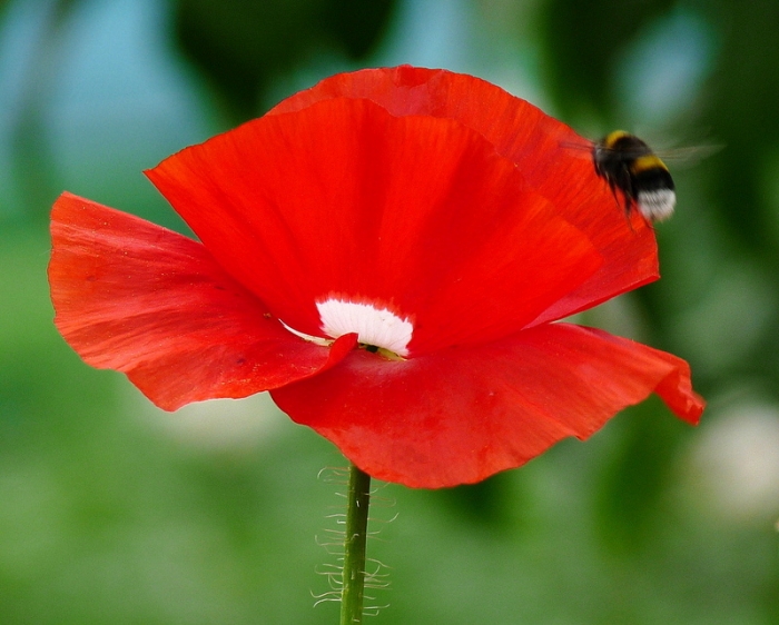 Mohn