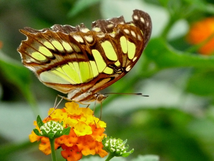 Schmetterling
