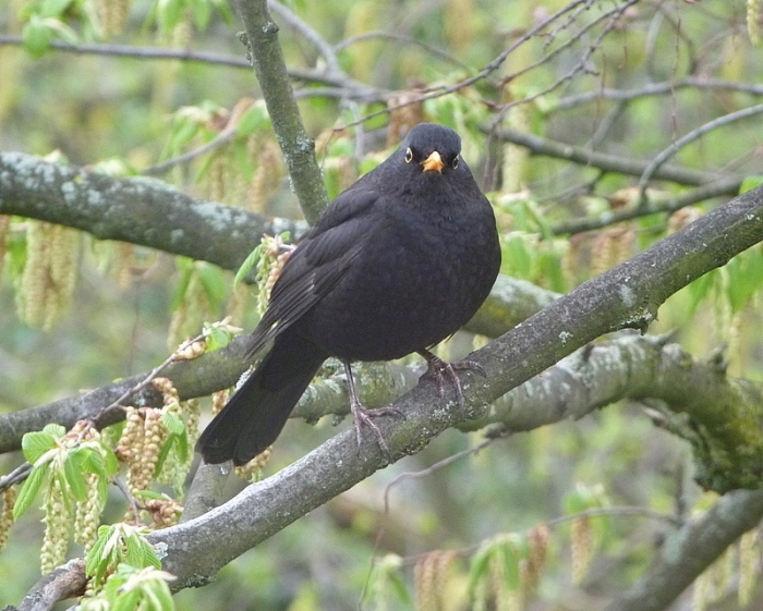 Amsel
