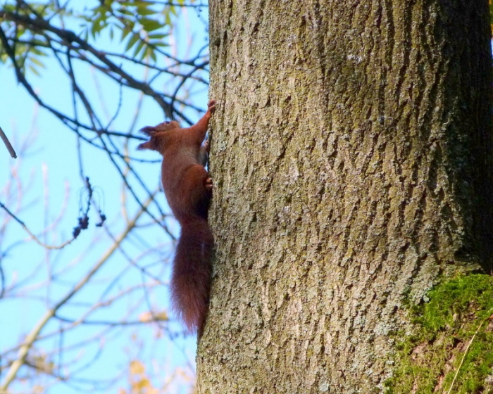 Eichhörnchen