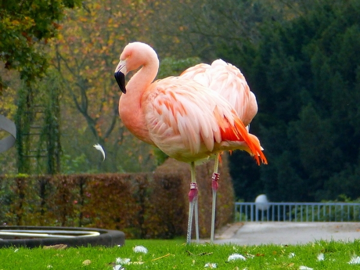 Flamingo