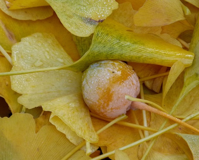 Gingkofrucht