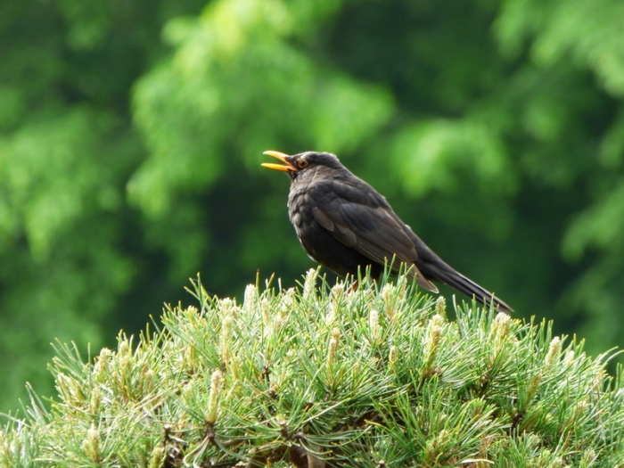 Amsel