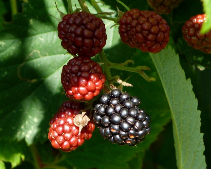 Brombeeren