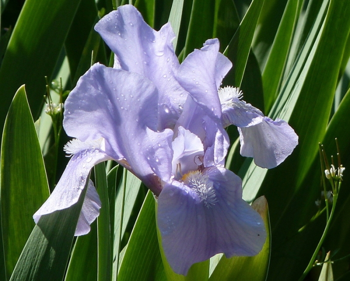 Iris