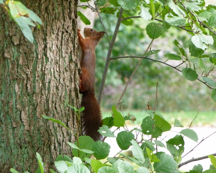 Eichhörnchen