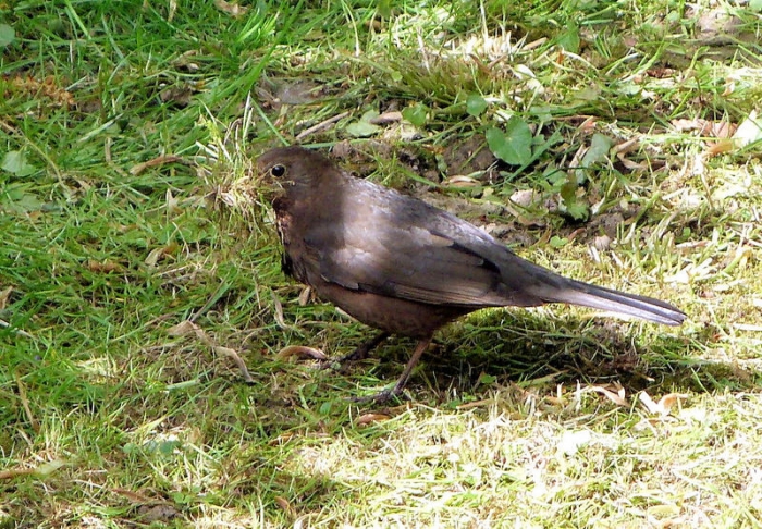 Amsel w.