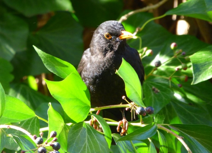 Amsel