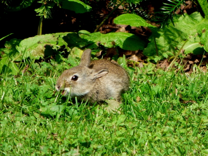 Junges Wildkaninchen