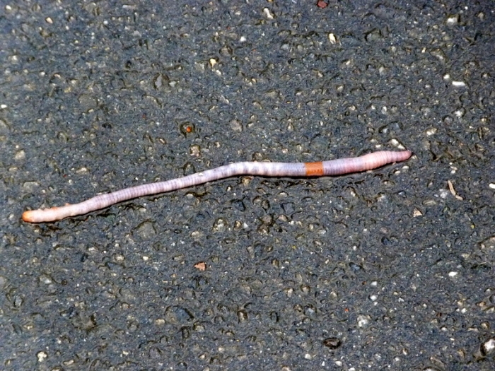 Regenwurm