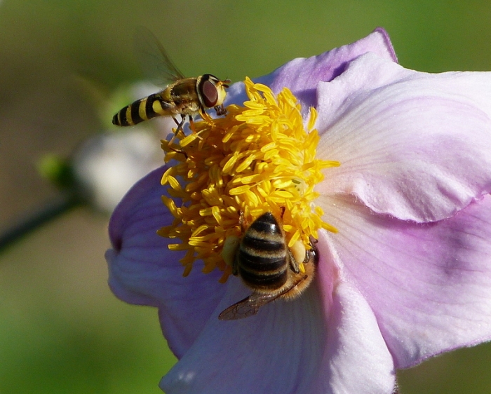Schwebfliebe und Biene