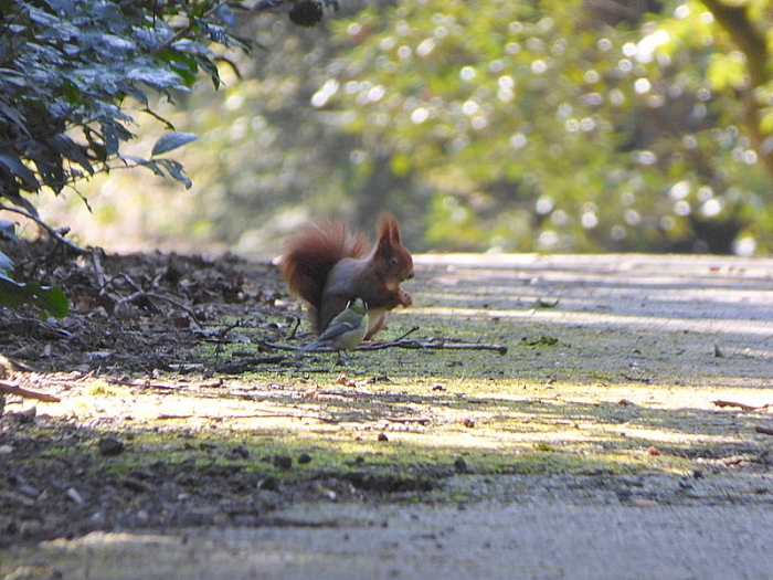 Eichhörnchen und Meise