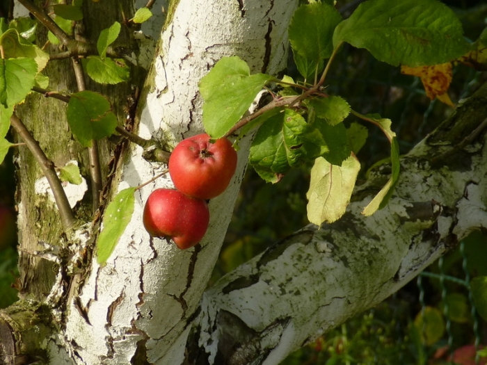 Äpfel
