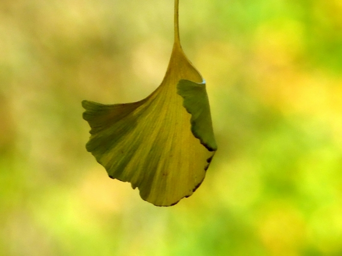 Gingkoblatt