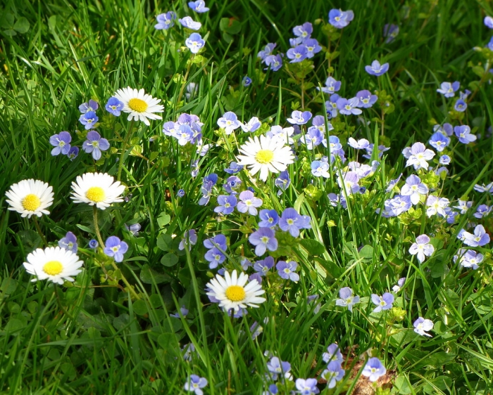 Wiesenblümchen