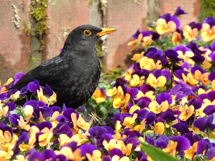 Amsel