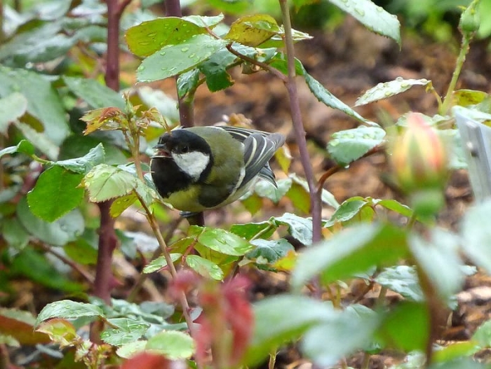 Kohlmeise im Rosenstrauch