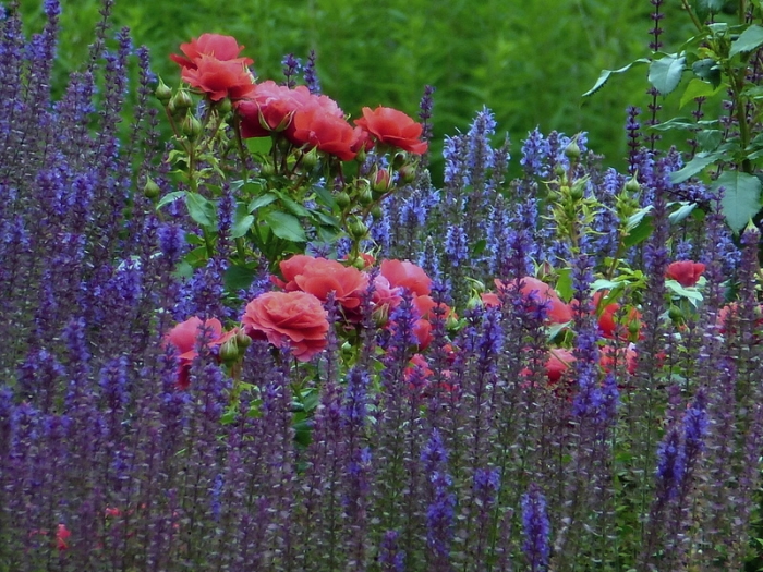 Rosen und Lavendel