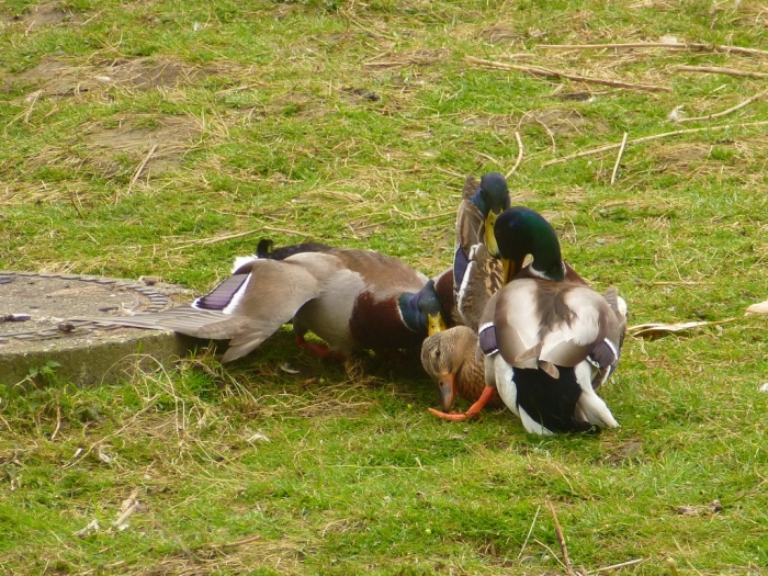 Entenpaarung
